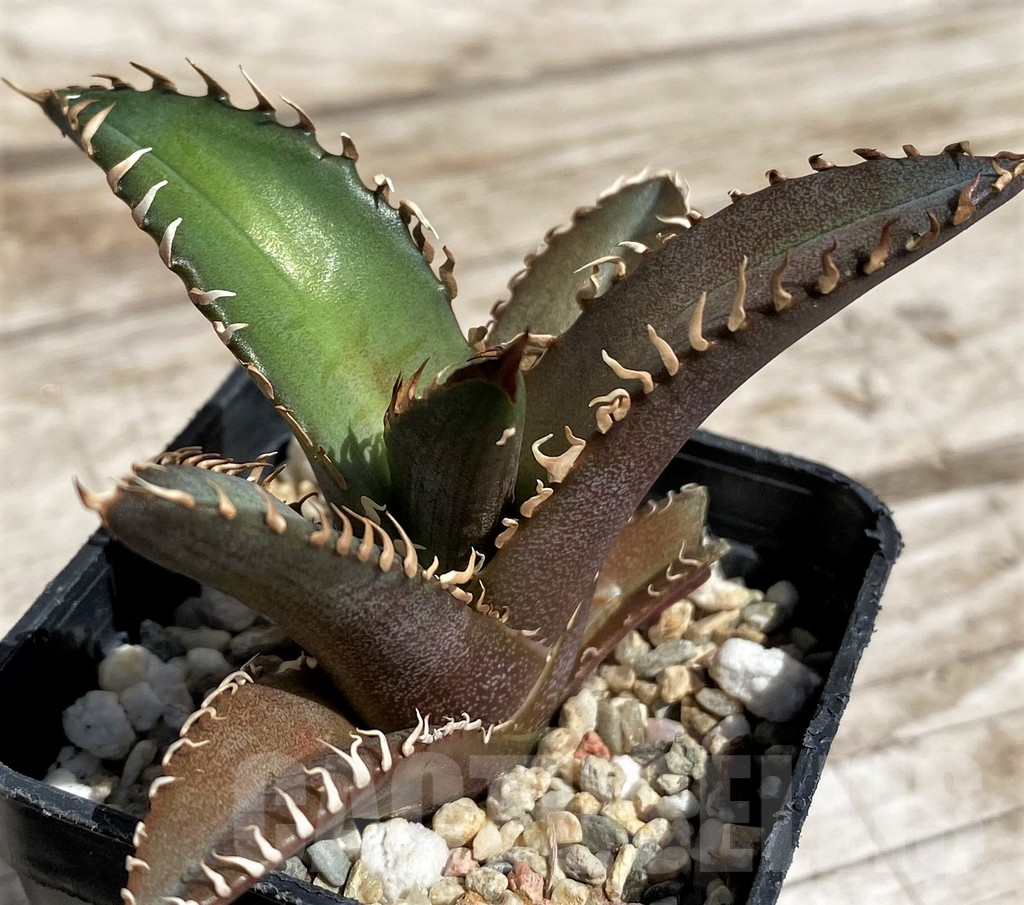 SH5508 Agave titanota 'Red Catweazle' - Image 2