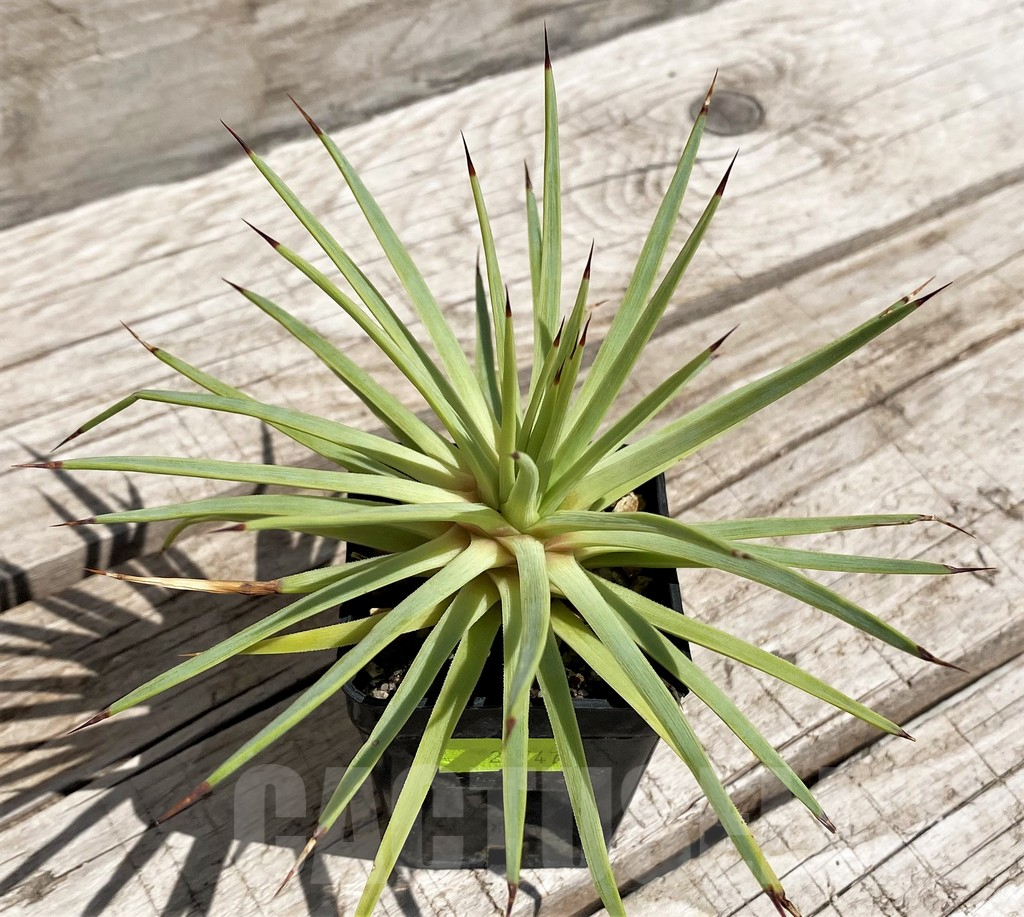 SH5516 Agave petrophila - Image 2