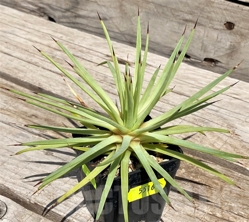 SH5516 Agave petrophila - Image 3
