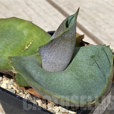 SH5517 Agave marmorata 'Papilio Platanoides'