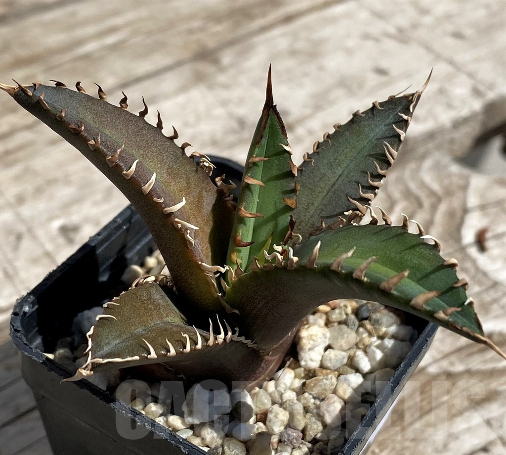 SH5508 Agave titanota 'Red Catweazle'