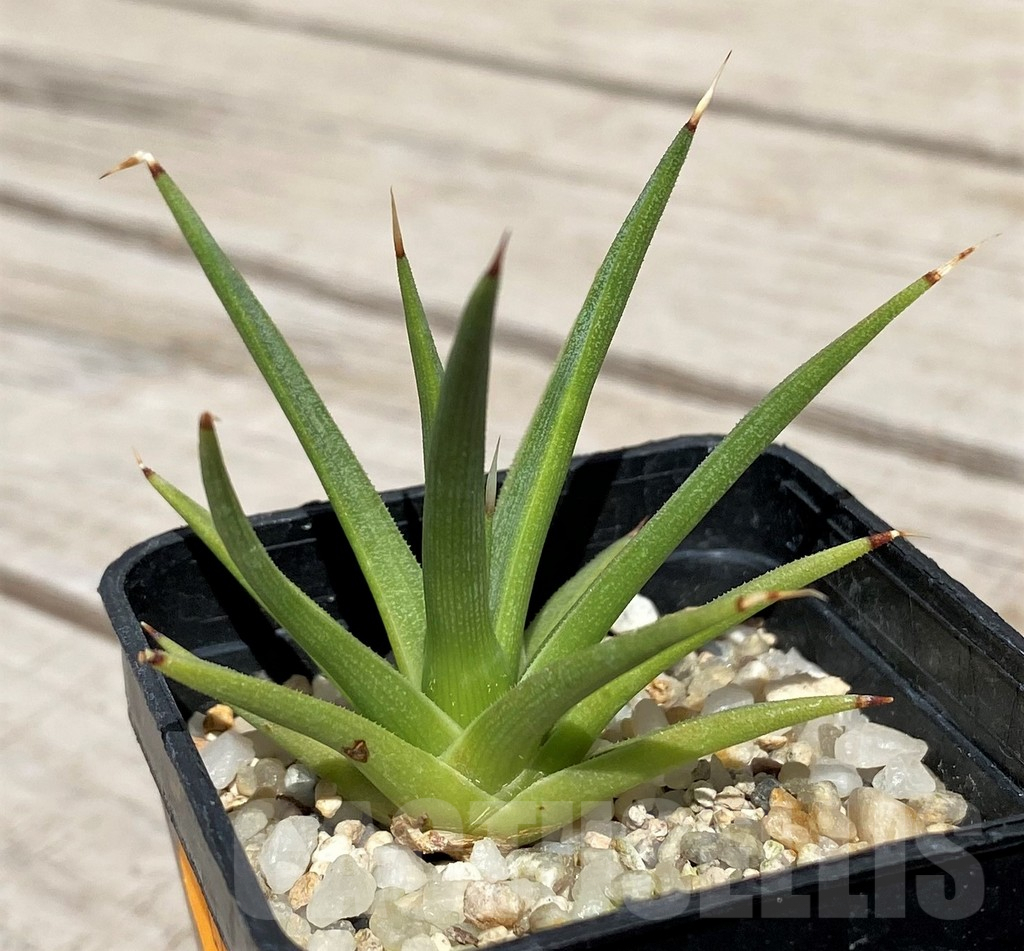 SH5520 Agave albopilosa - Image 2