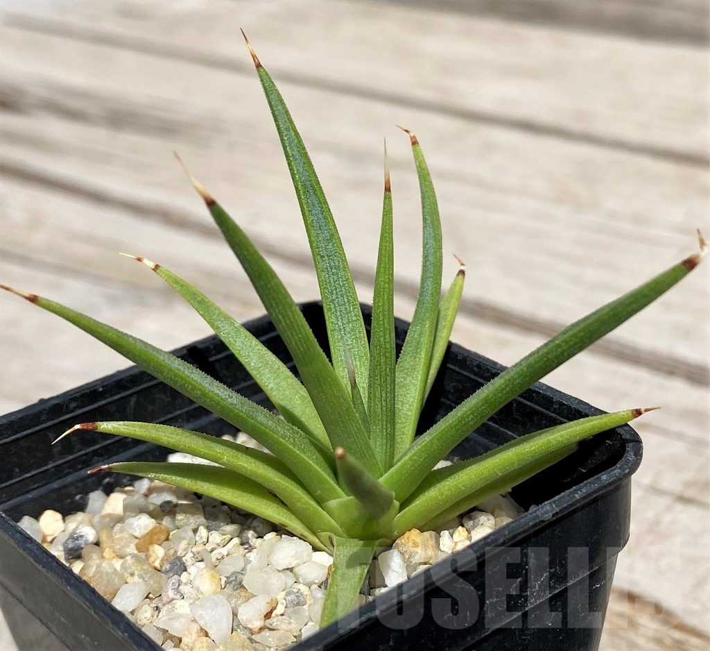 SH5520 Agave albopilosa