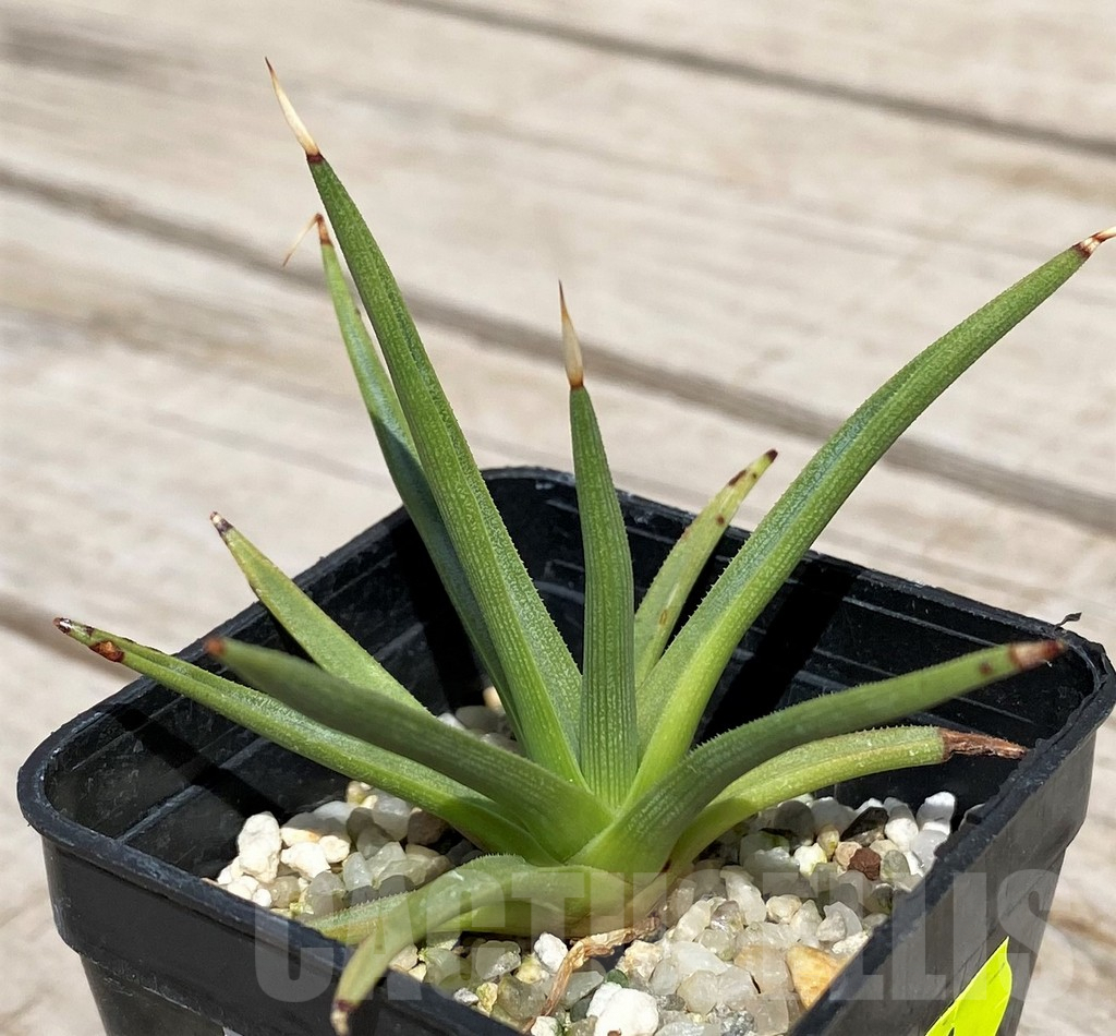 SH5521 Agave albopilosa - Image 2