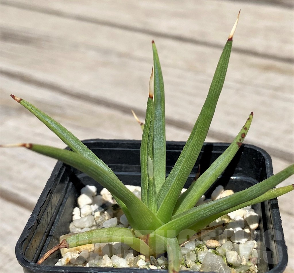SH5521 Agave albopilosa