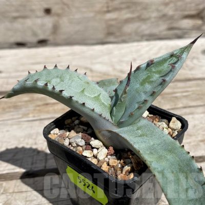 SH5524  Agave scaposa -Puebla, Oaxaca, Mexico-