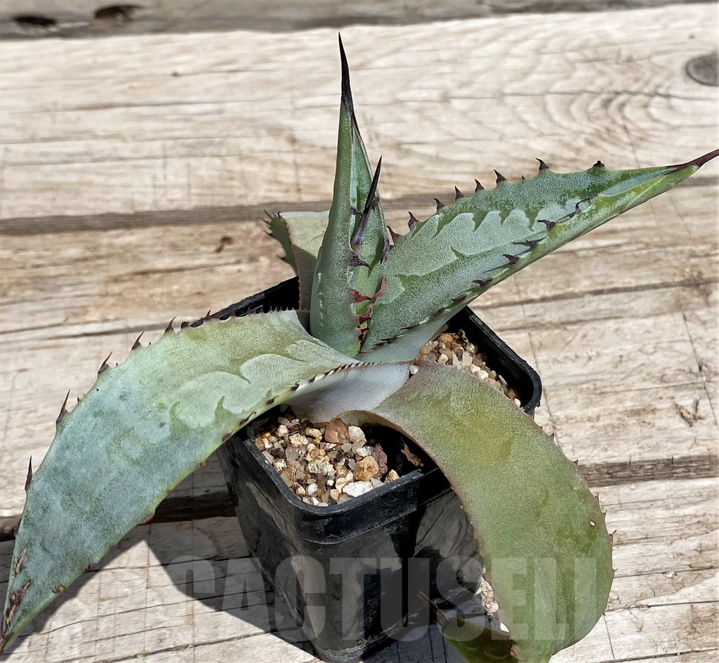 SH5525 Agave scaposa -Puebla, Oaxaca, Mexico- - Image 3