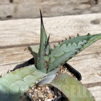 SH5525  Agave scaposa -Puebla, Oaxaca, Mexico-