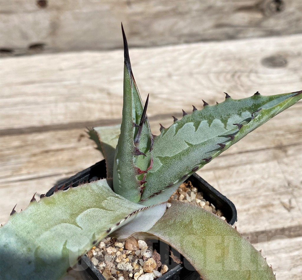 SH5525 Agave scaposa -Puebla, Oaxaca, Mexico-