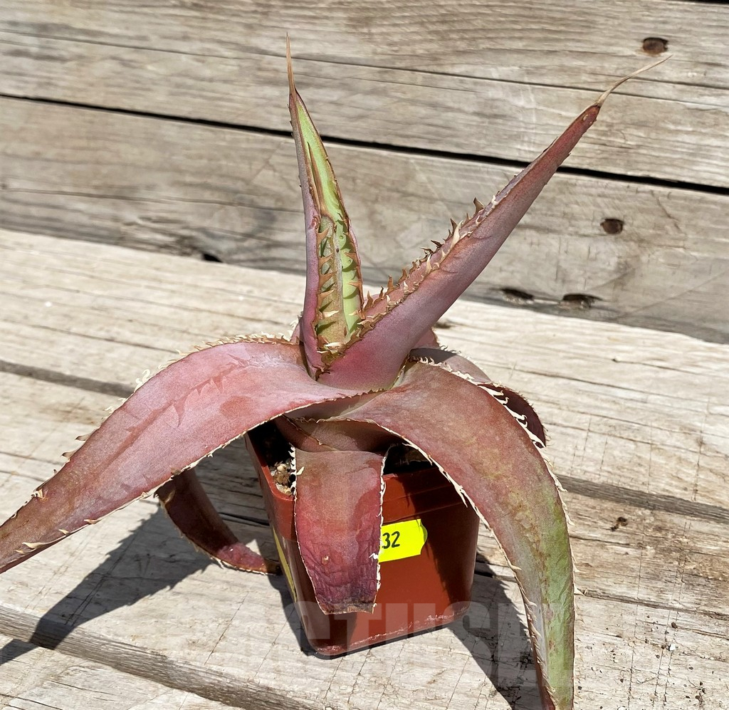 SH5532 Agave megalodonta - Image 2