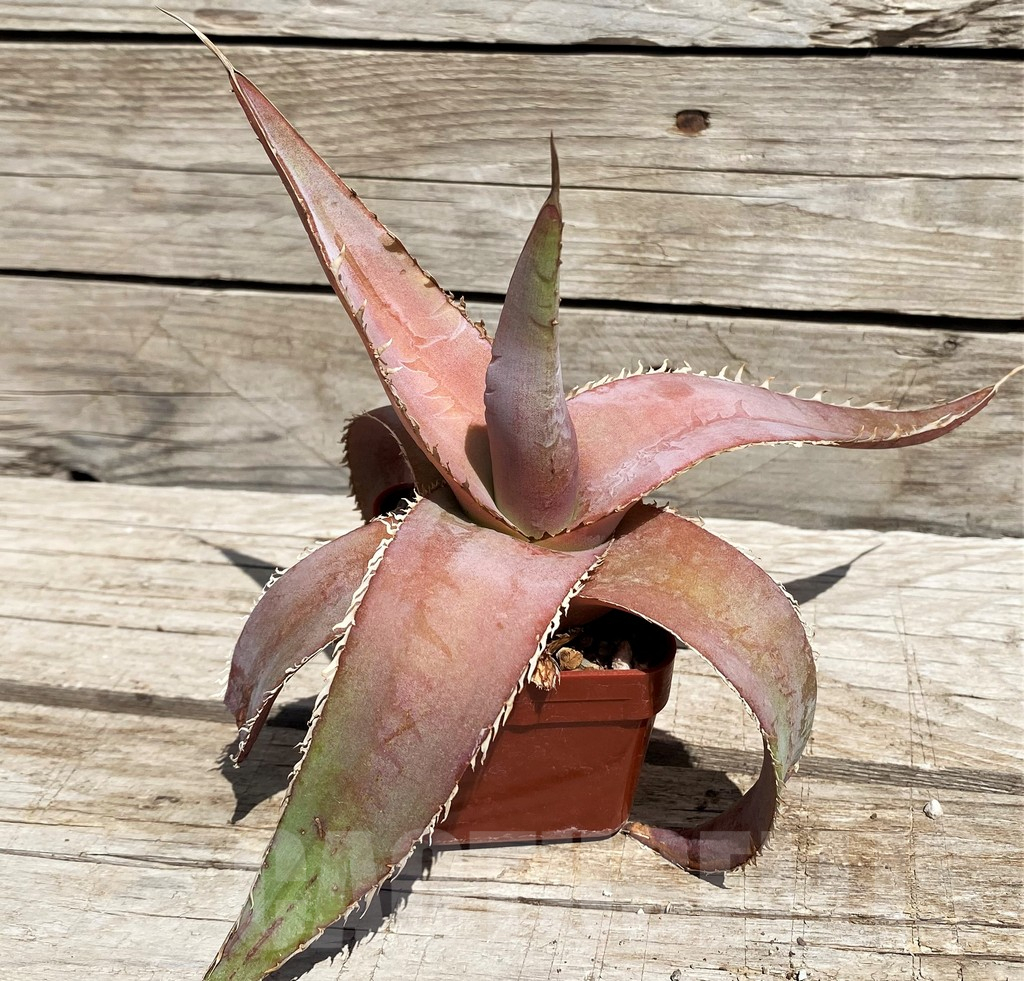 SH5532 Agave megalodonta
