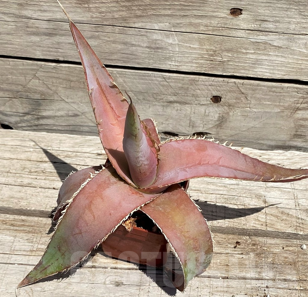 SH5532 Agave megalodonta - Image 3