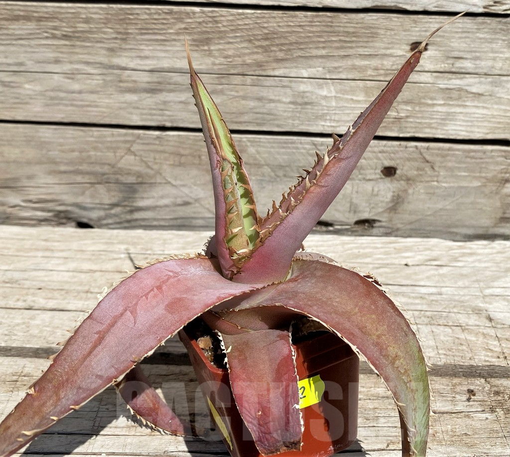 SH5532 Agave megalodonta - Image 4