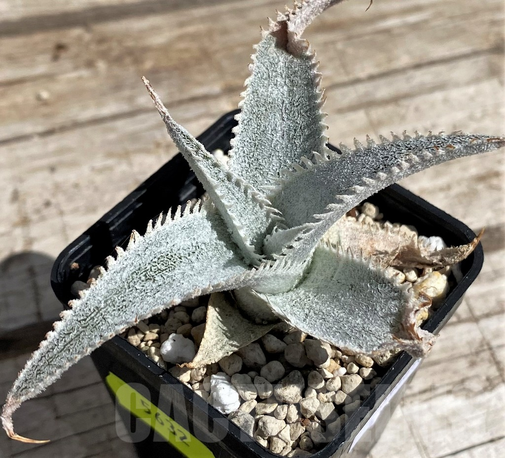SH5632 Dyckia marnier-lapostollei - Image 2