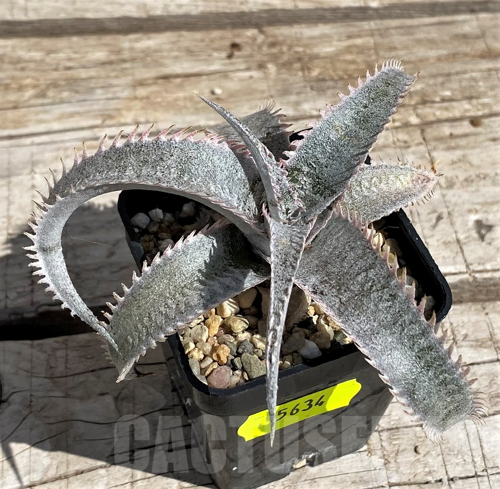 SH5634 Dyckia marnier-lapostollei hybrid - Image 2