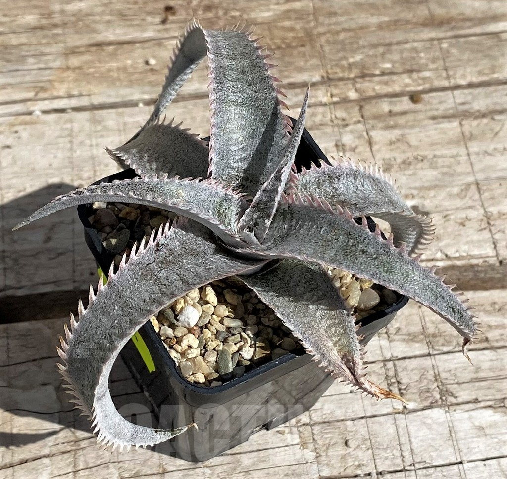 SH5634 Dyckia marnier-lapostollei hybrid - Image 3