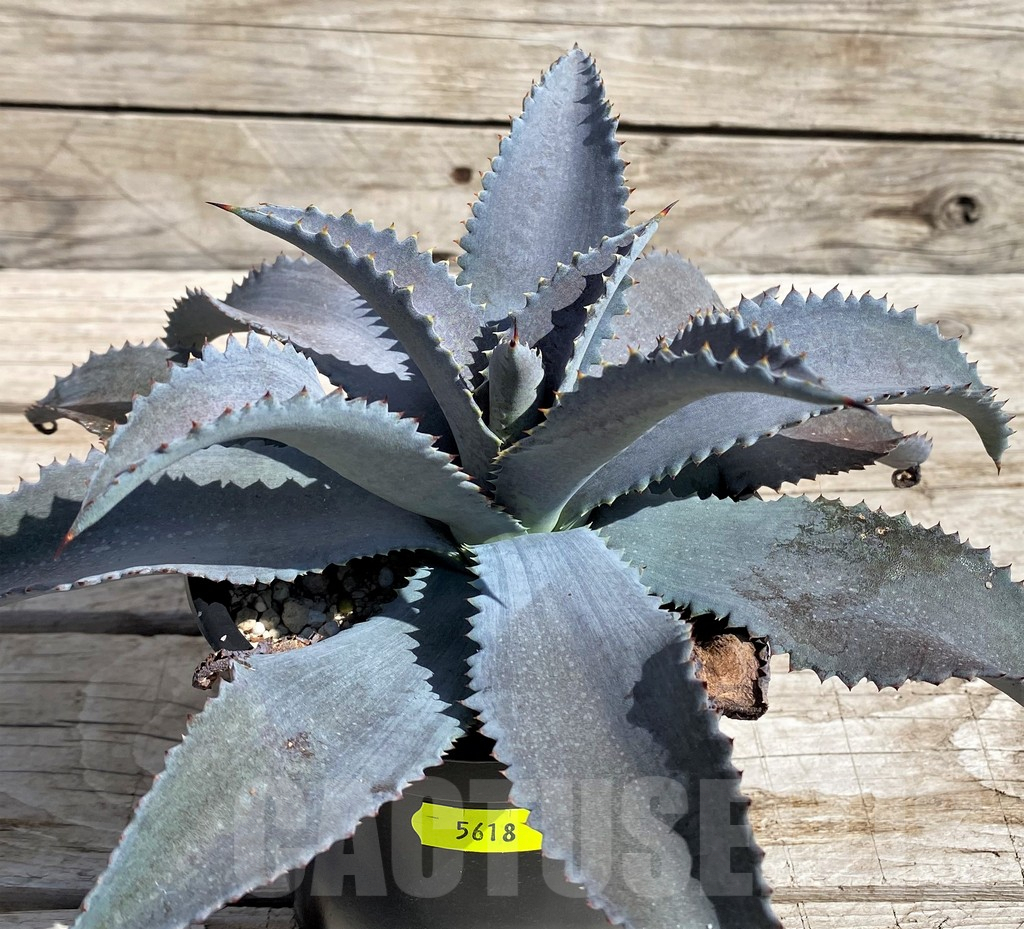 SH5618 Mangave 'Silver Fox'