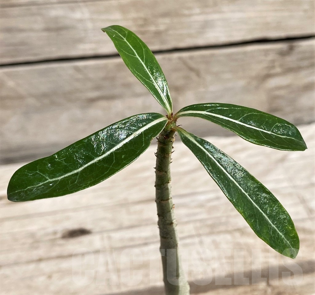 SH5641 Adenium somalense v. nova