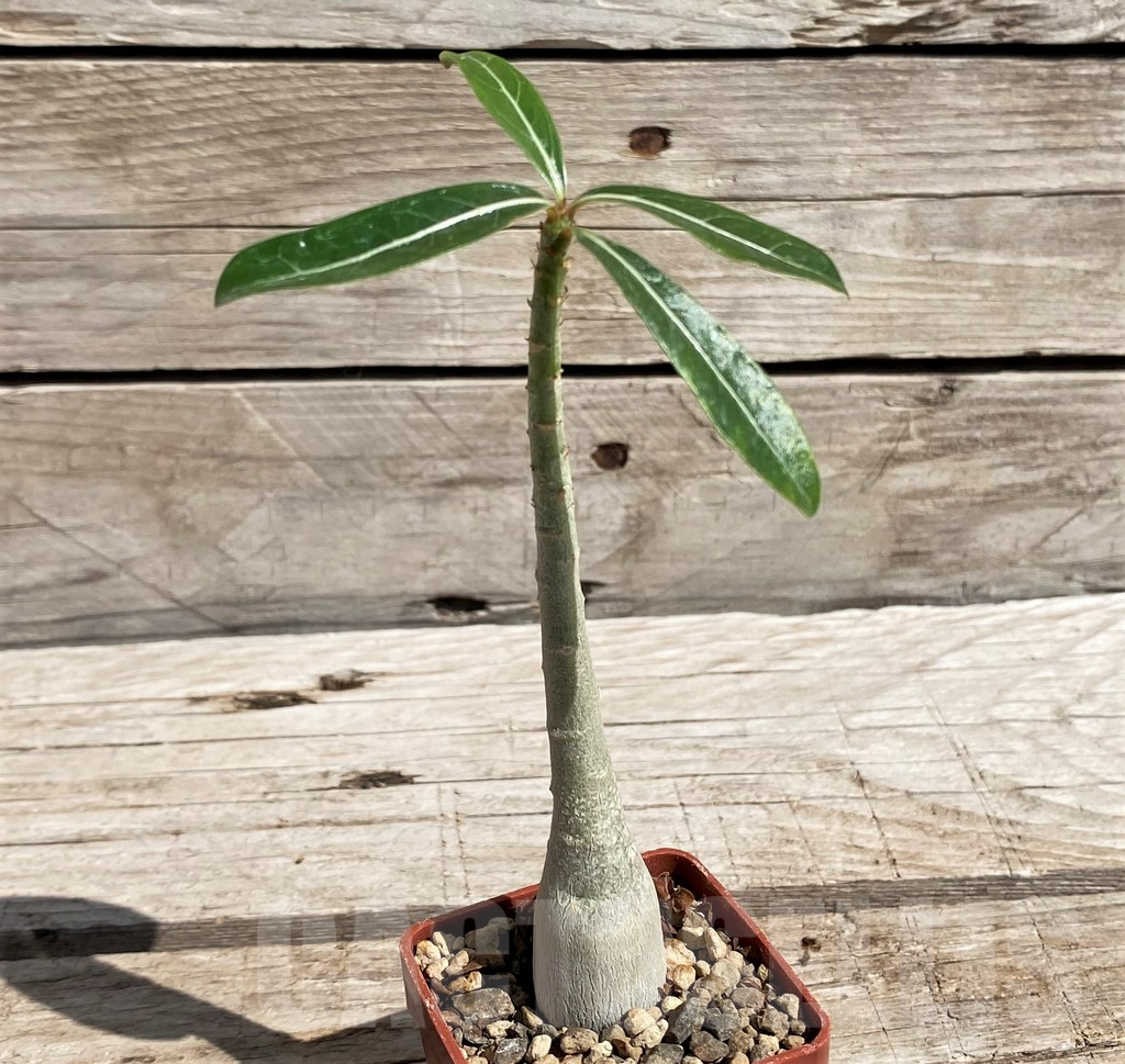 SH5641 Adenium somalense v. nova - Image 2