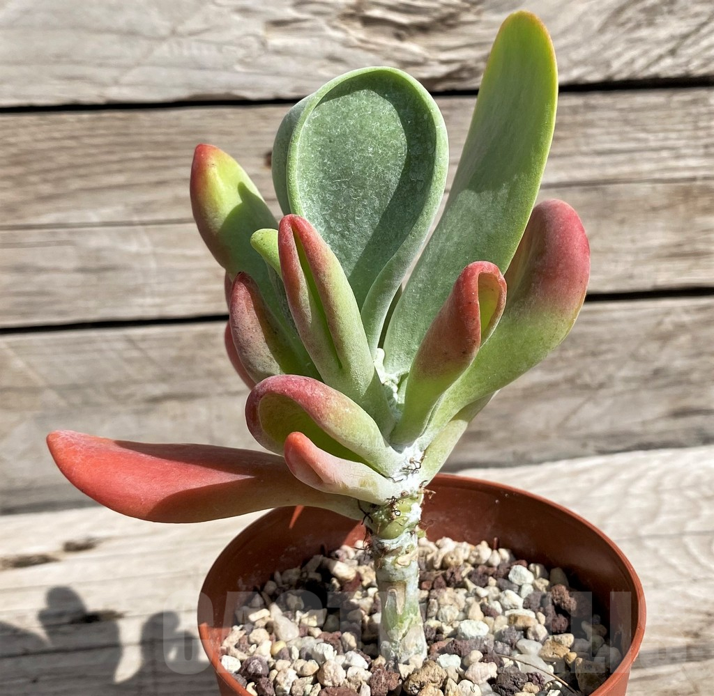 SH5658 Kalanchoe thyrsiflora 'Monstruosa'