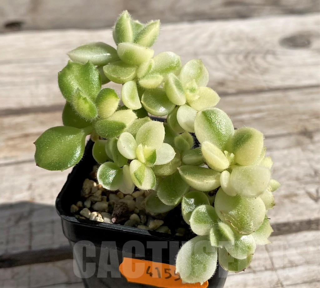 SH5663 Cotyledon ladismithiensis f. variegata - Image 2