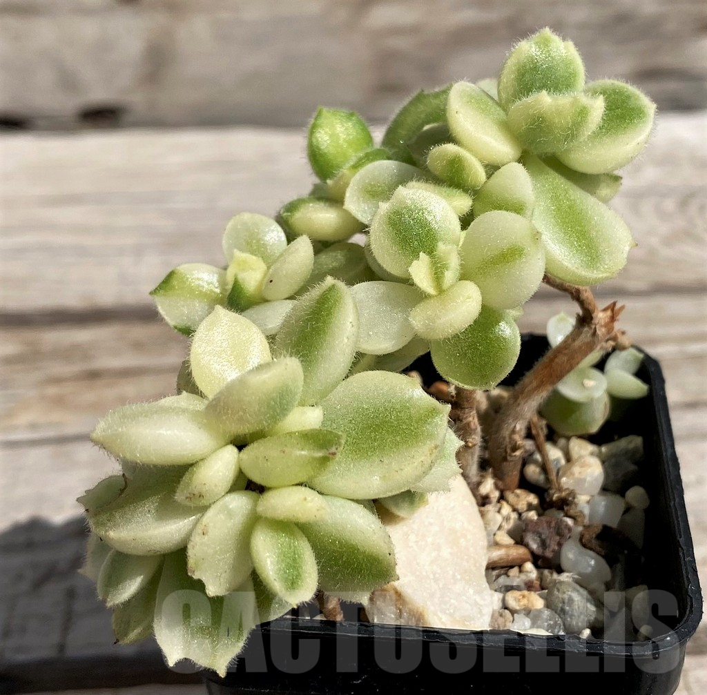 SH5663 Cotyledon ladismithiensis f. variegata