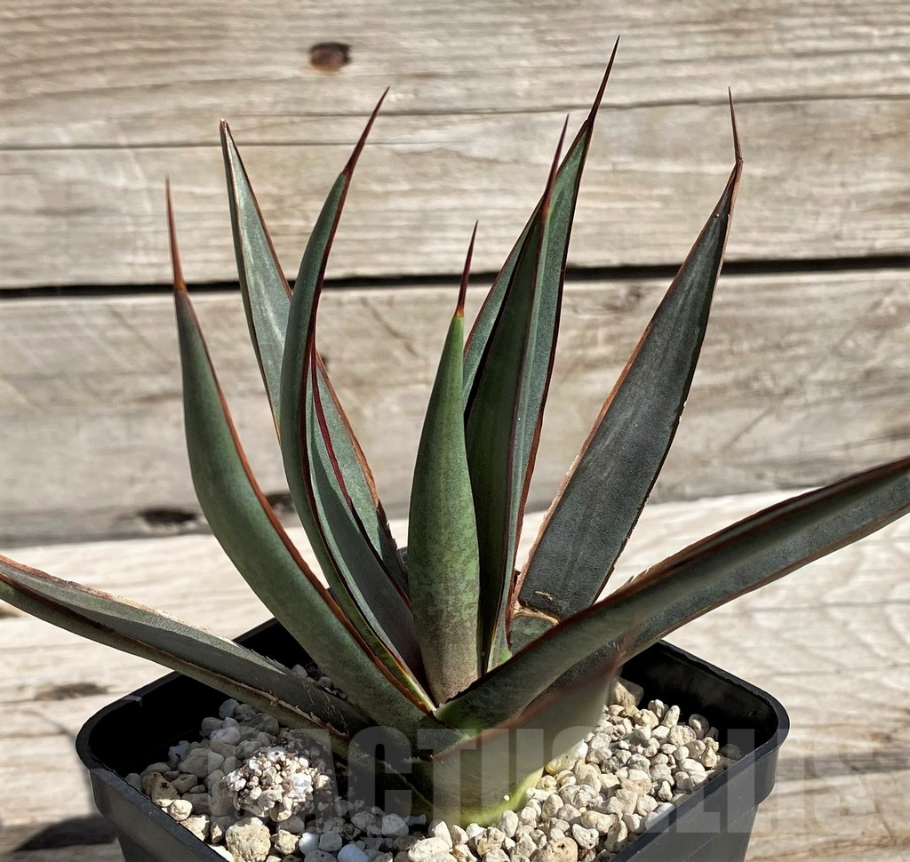 SH5622 Mangave 'Bloodspot' x Agave filifera - Image 3