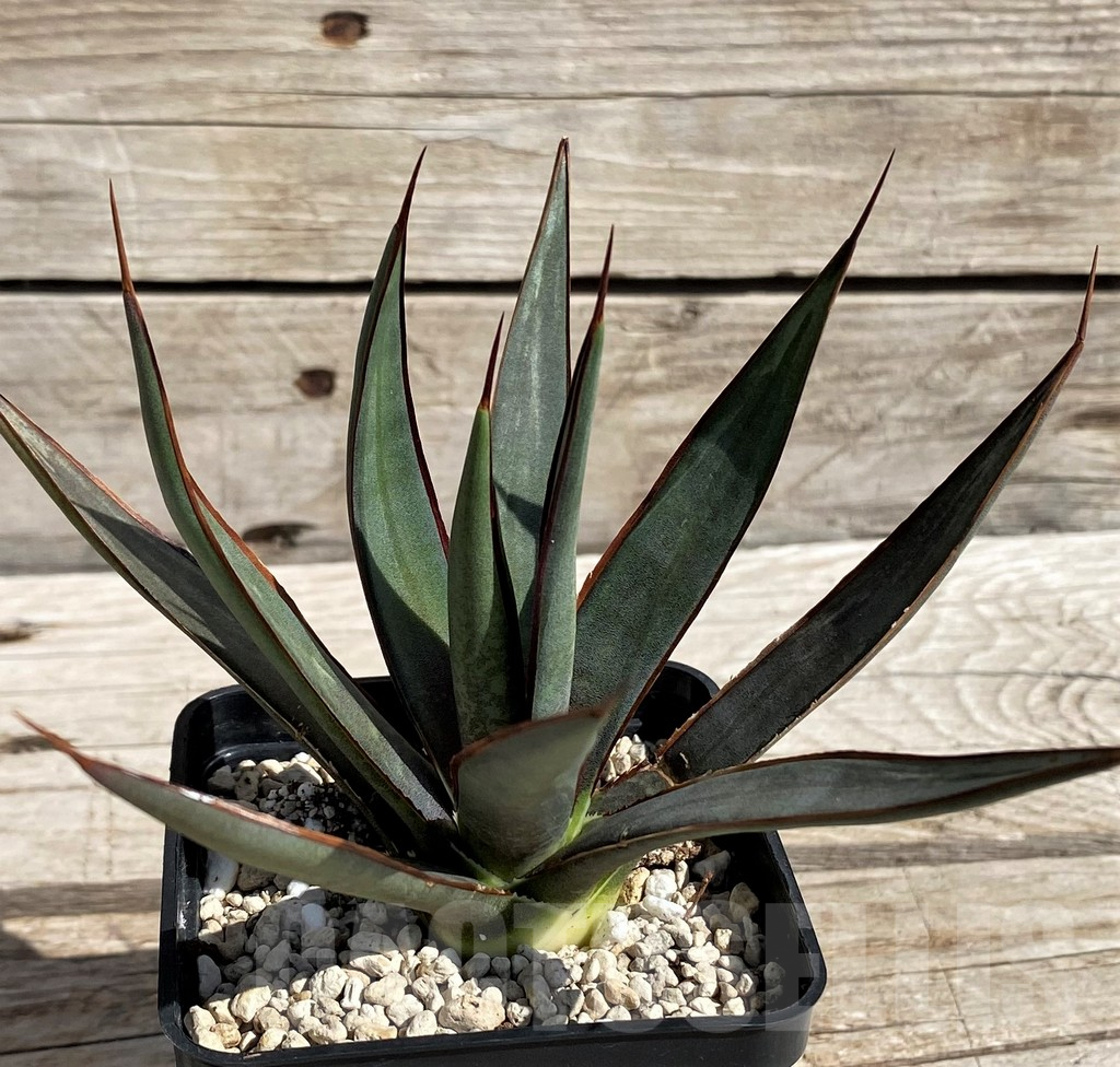 SH5622 Mangave 'Bloodspot' x Agave filifera - Image 2