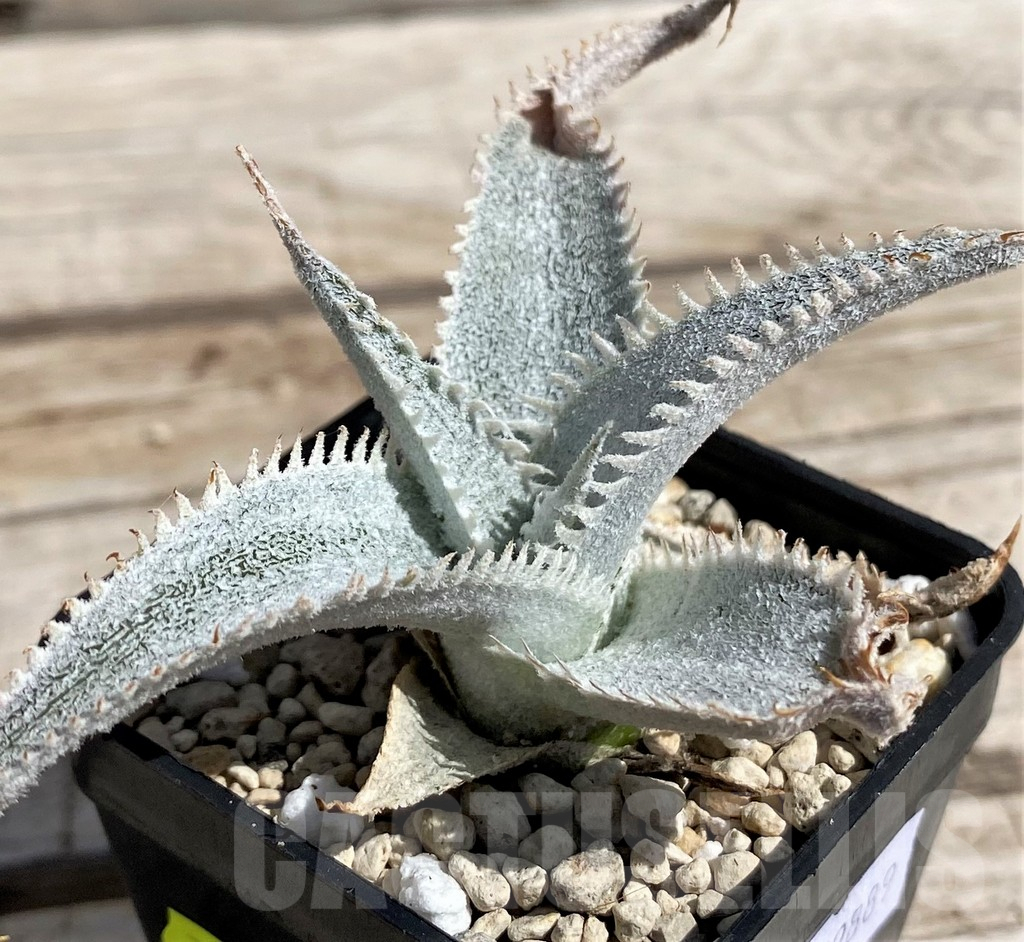 SH5632 Dyckia marnier-lapostollei