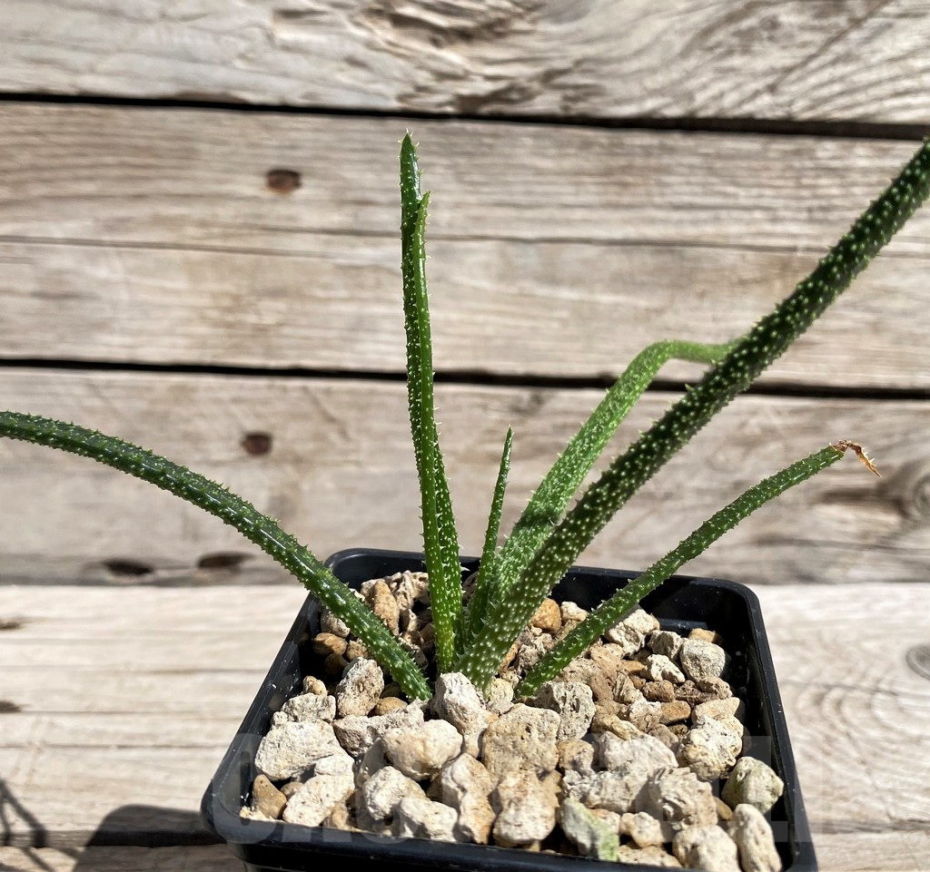 SH5823 Aloe delicatifolia