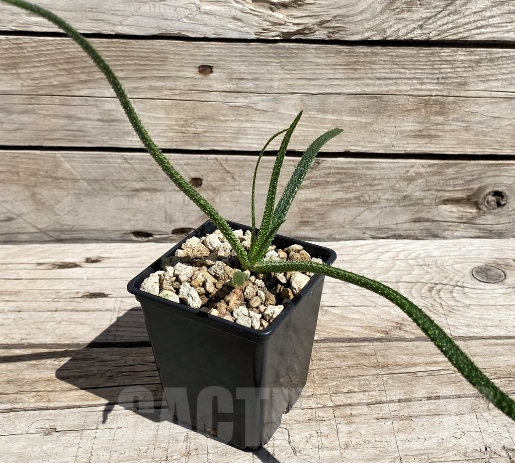SH5823 Aloe delicatifolia - Image 2