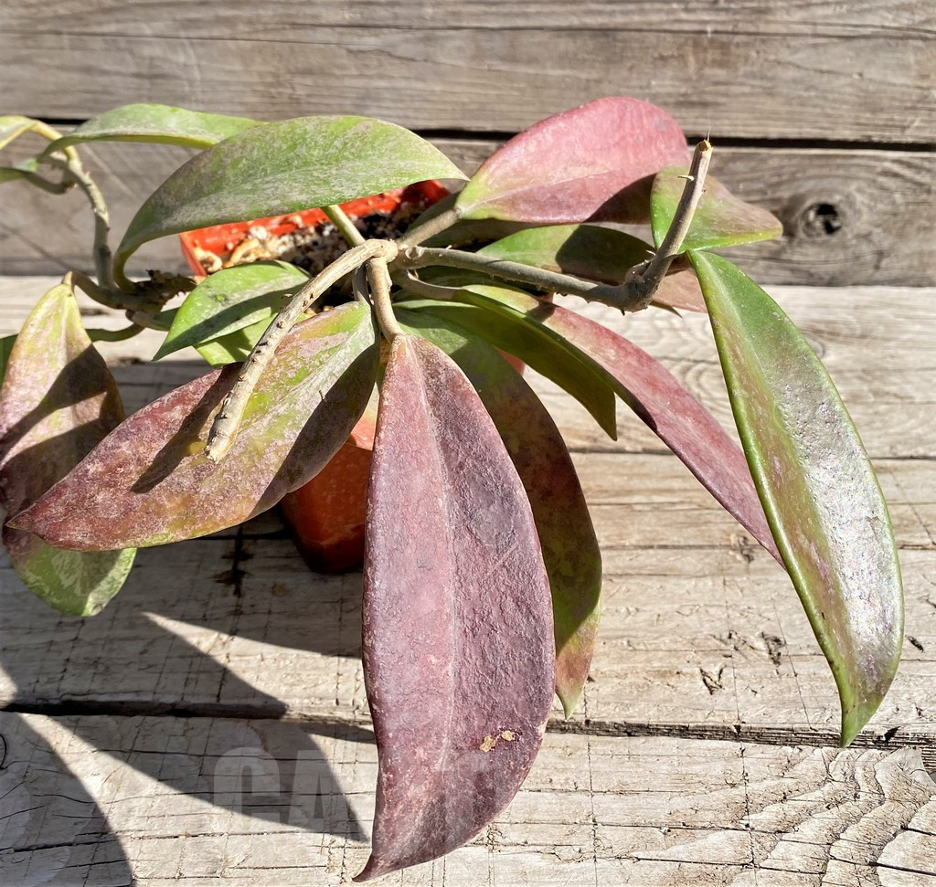 SH5788 Hoya pubicalyx - Image 2