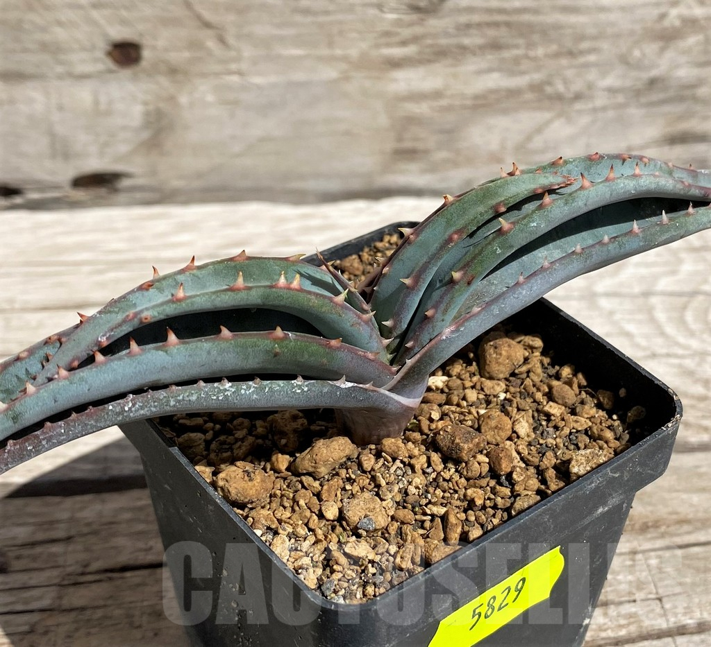 SH5829 Aloe suprafoliata - Image 2