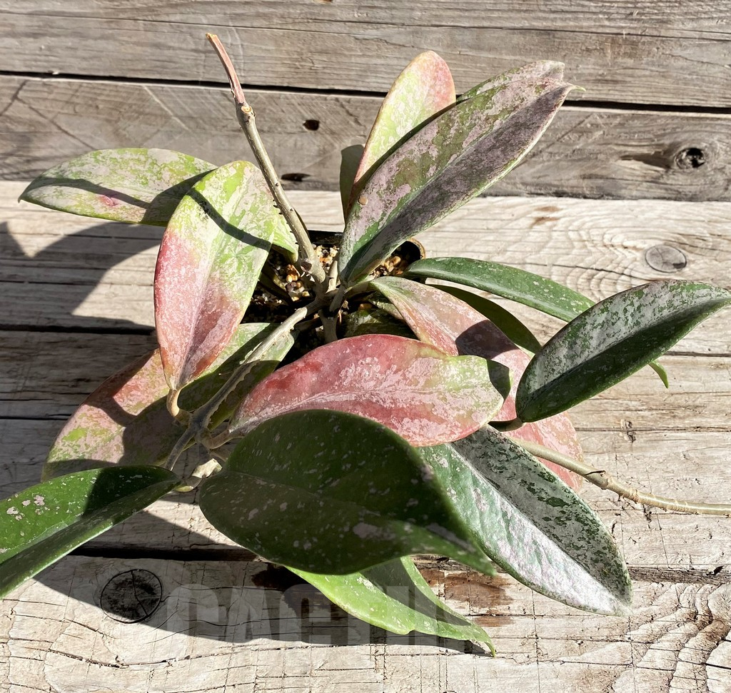 SH5788 Hoya pubicalyx - Image 3