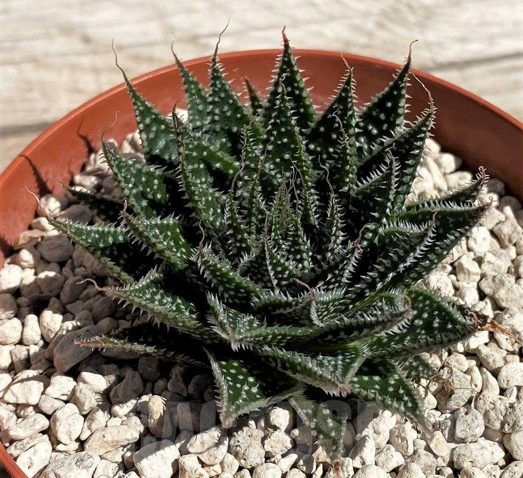 SH5832 Aloe aristata broad leaf form - Image 3