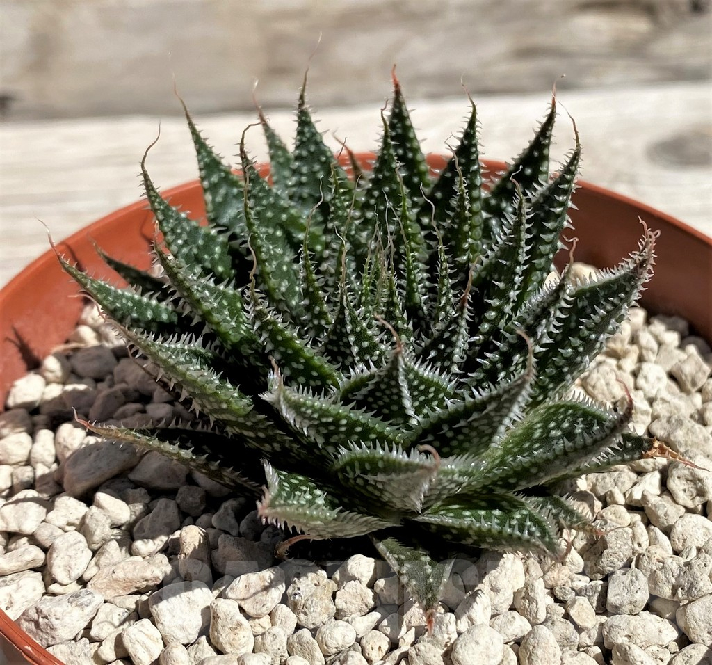 SH5832 Aloe aristata broad leaf form - Image 2