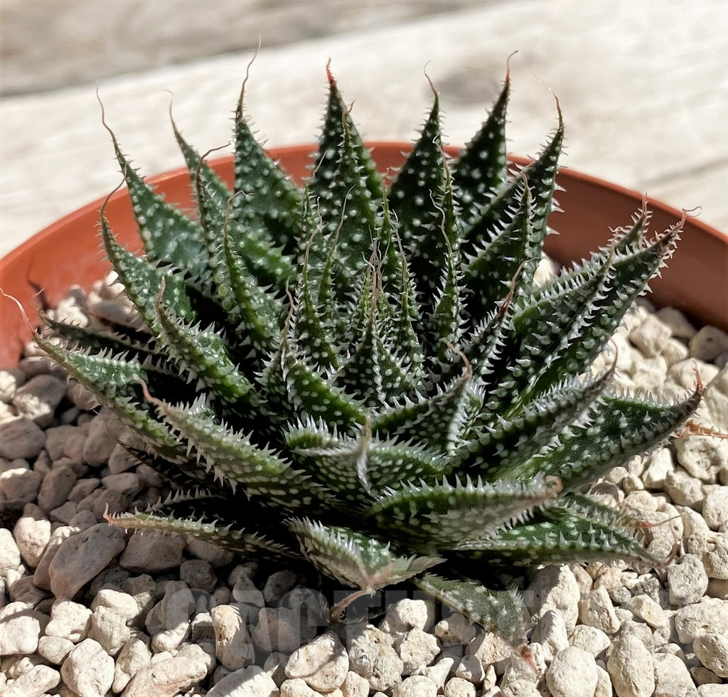 SH5832 Aloe aristata broad leaf form