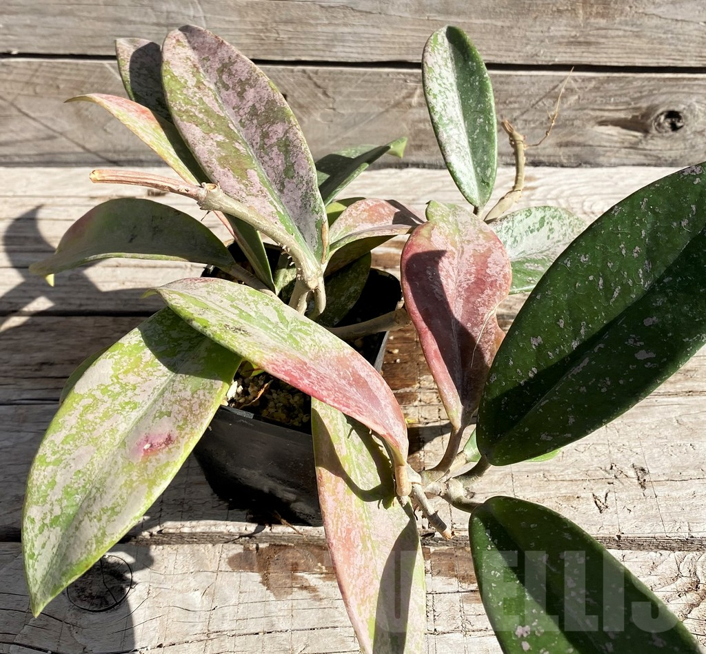 SH5788 Hoya pubicalyx - Image 4