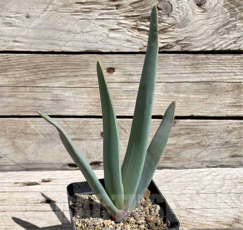 SH5833 Aloe plicatilis - Image 2