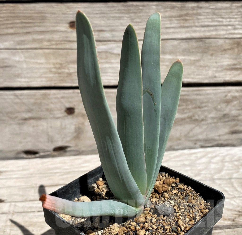 SH5834 Aloe plicatilis - Image 2
