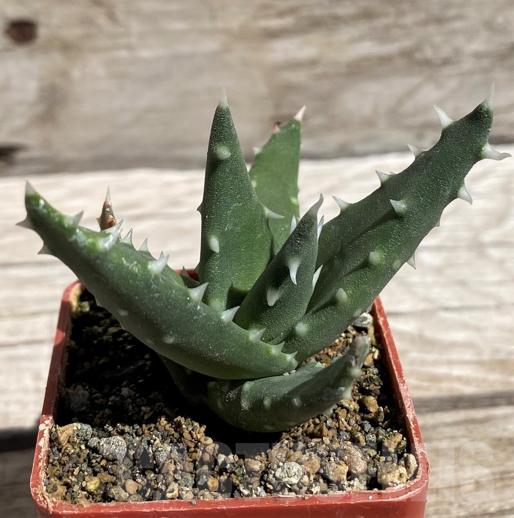 SH5835 Aloe melanacantha - Image 2