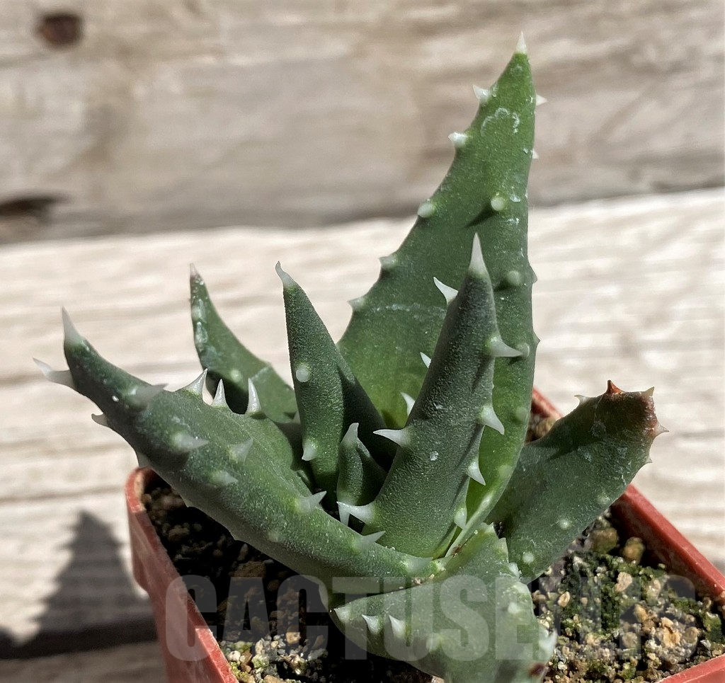 SH5835 Aloe melanacantha - Image 3