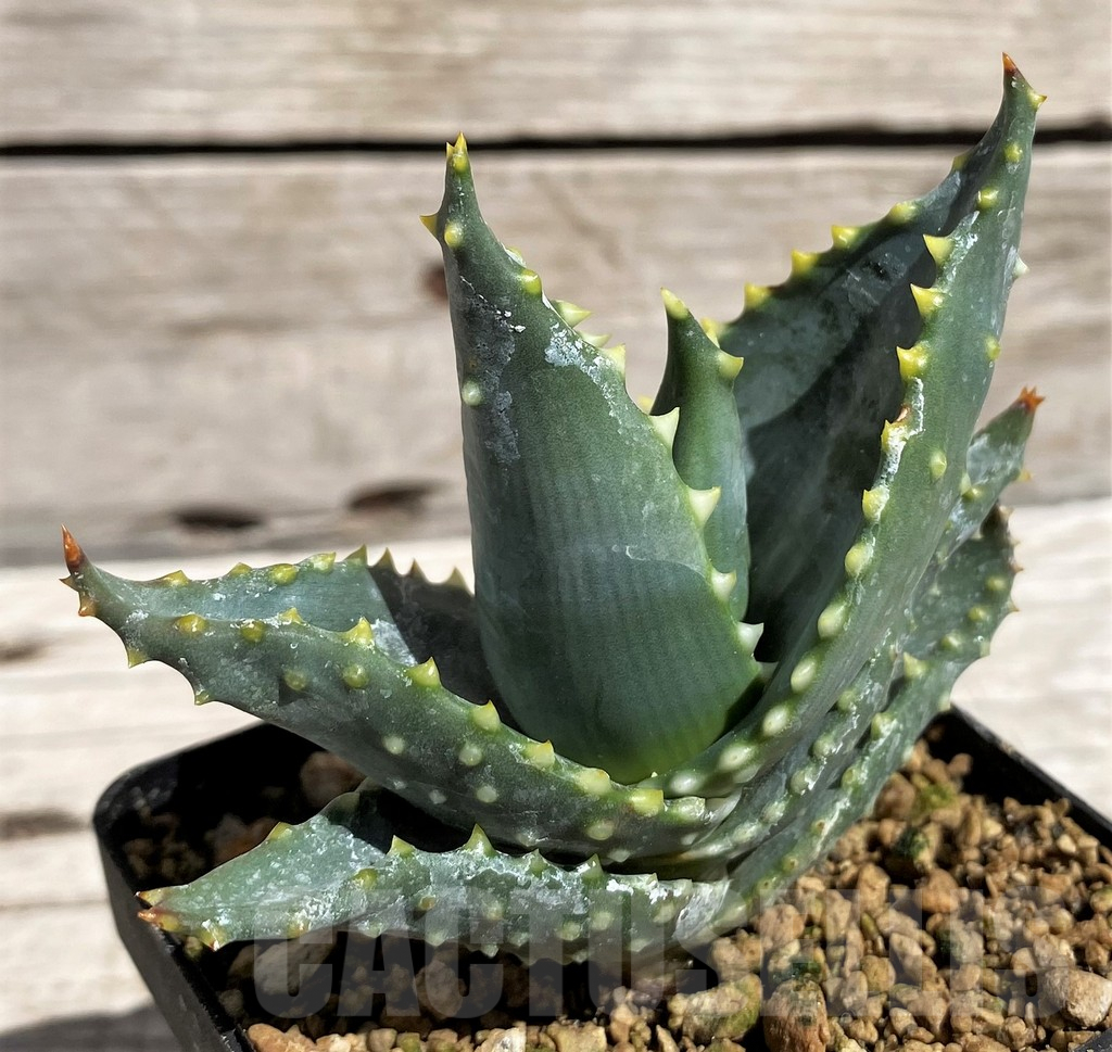 SH5838 Aloe mitriformis -Awie Farm, Moedgewin-