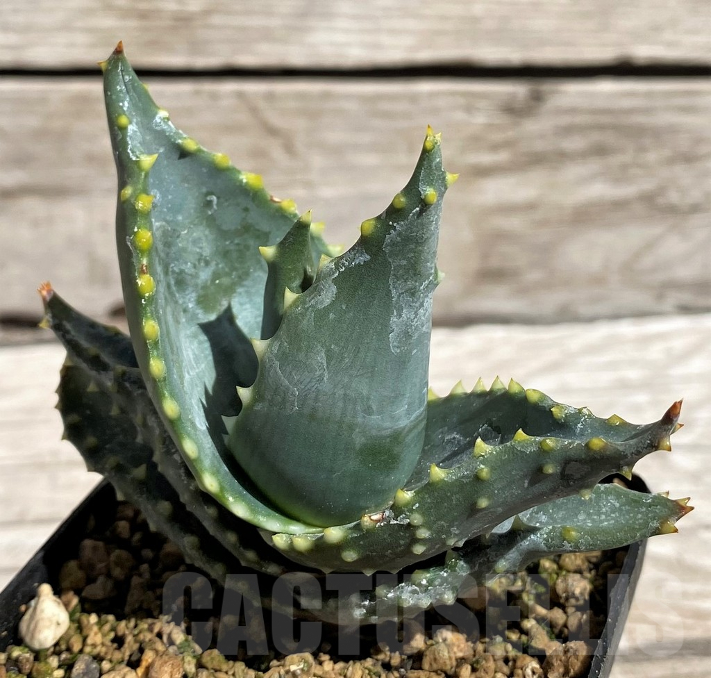 SH5838 Aloe mitriformis -Awie Farm, Moedgewin- - Image 2