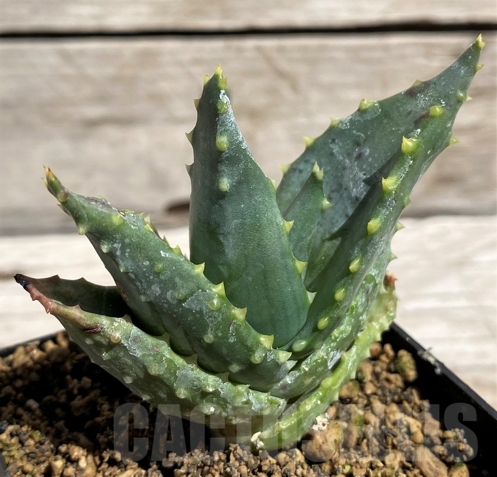 SH5839 Aloe mitriformis -Awie Farm, Moedgewin- - Image 2