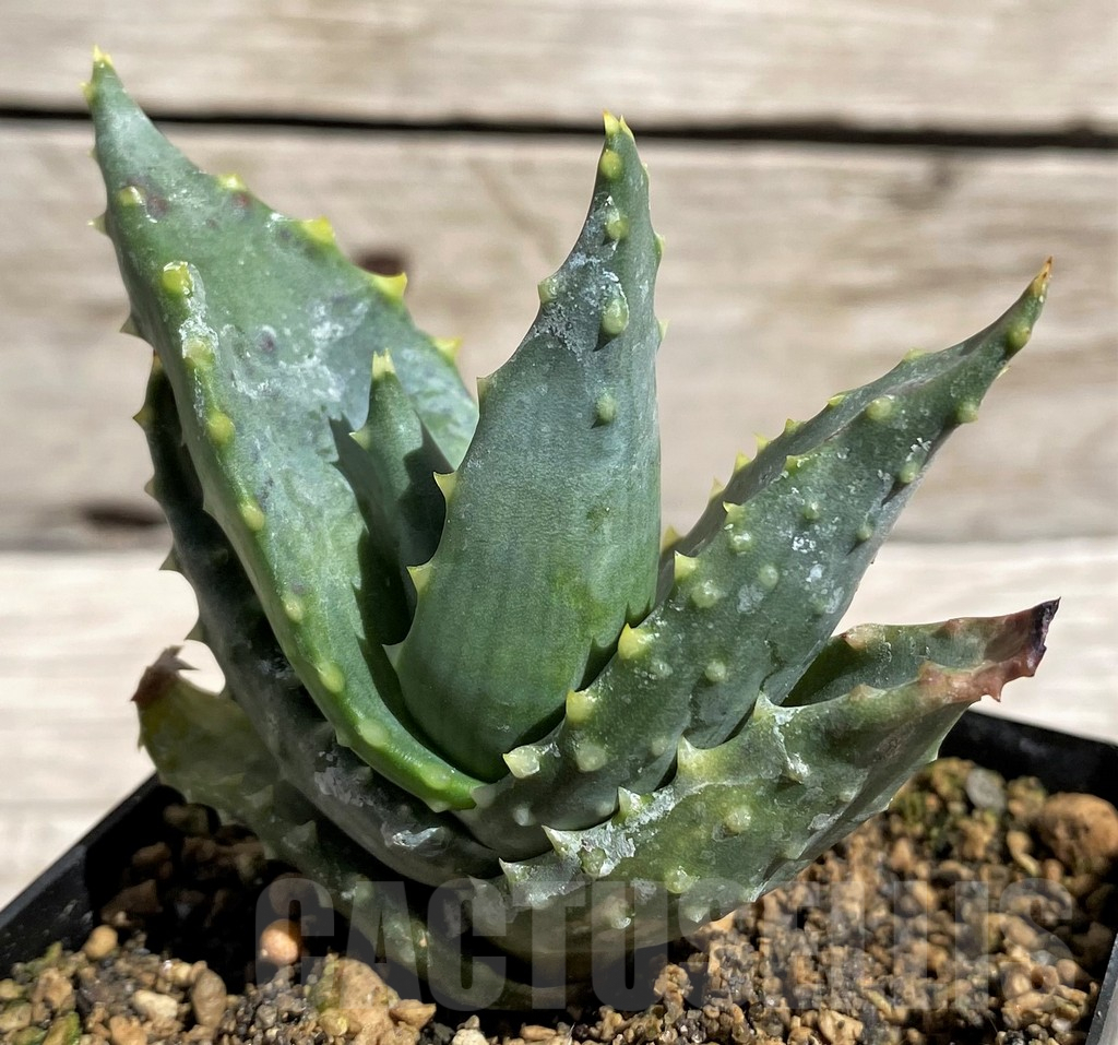 SH5839 Aloe mitriformis -Awie Farm, Moedgewin-