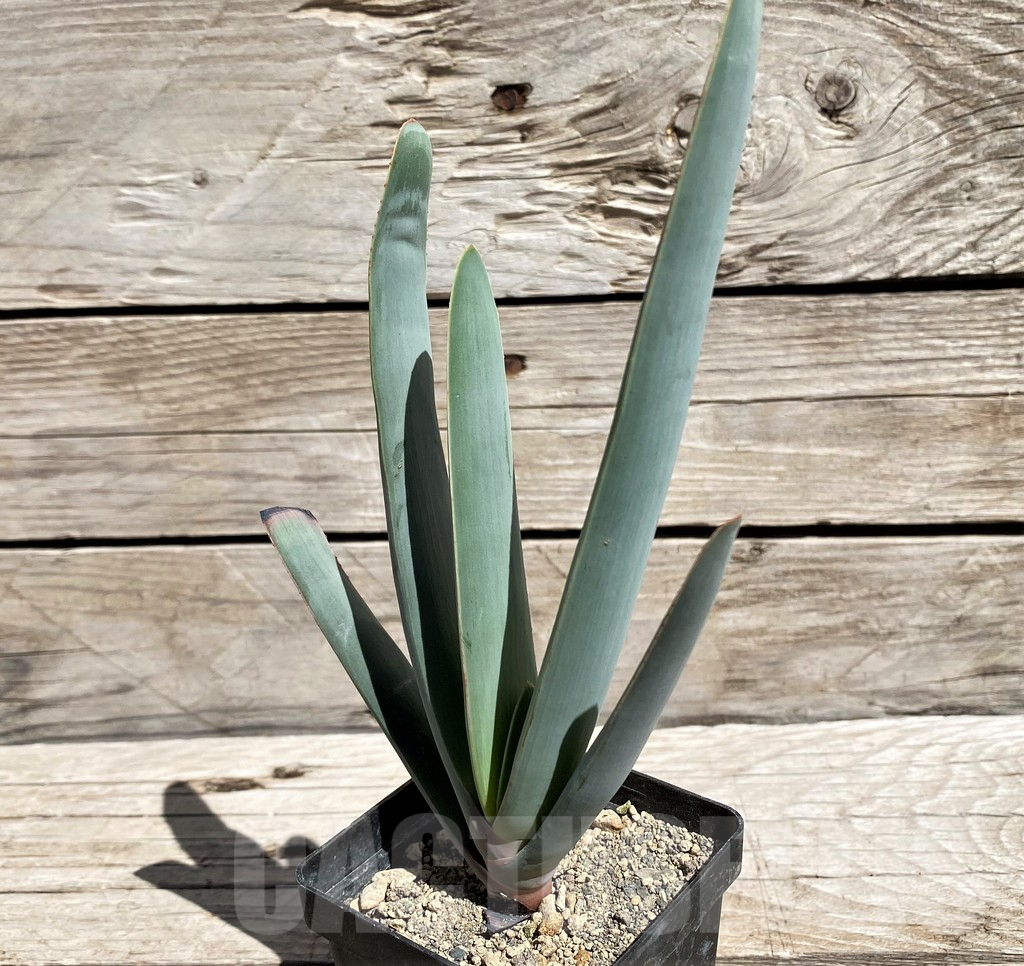 SH5840 Aloe plicatilis