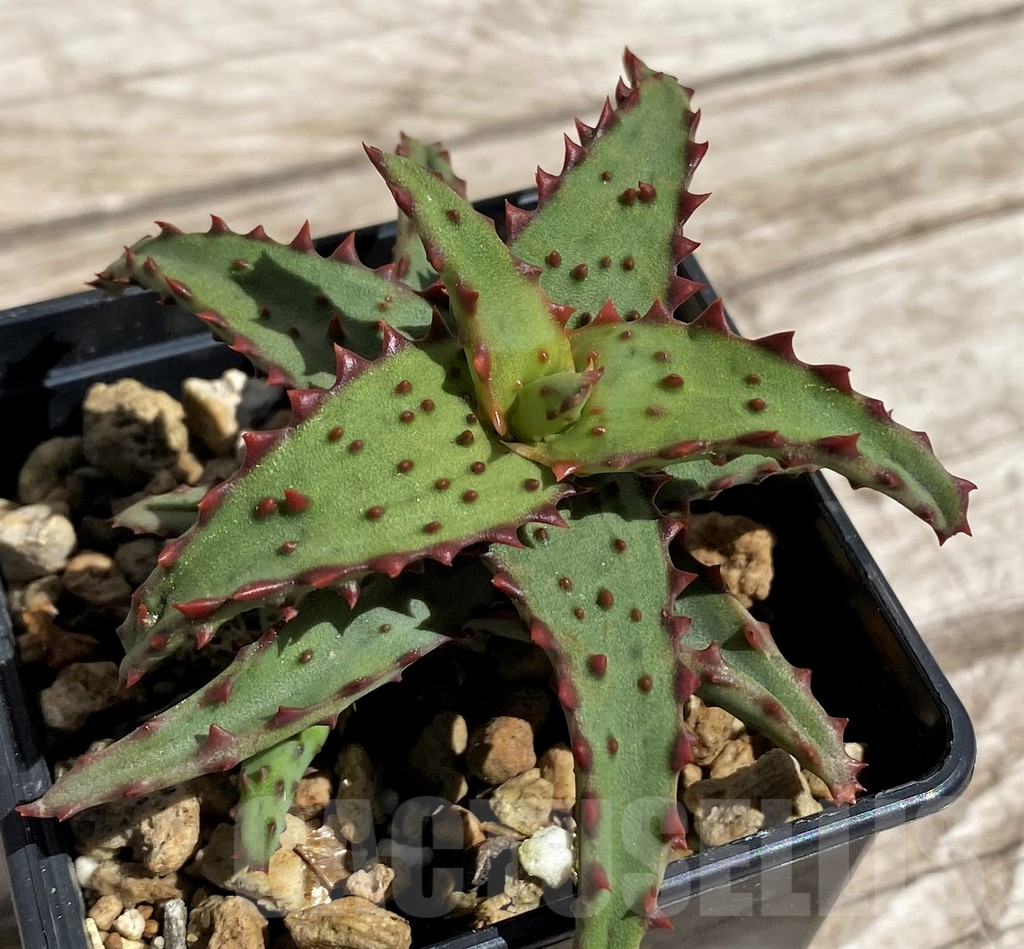 SH5842 Aloe castilloniae - Image 3