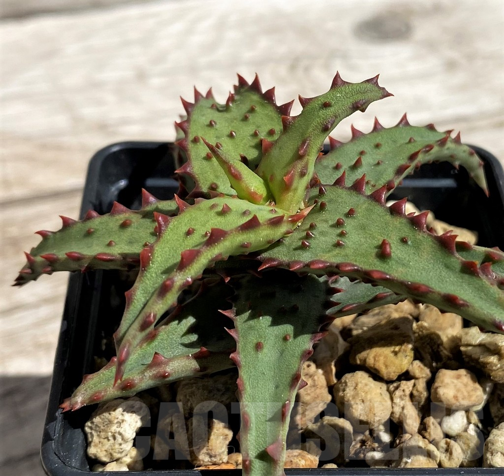 SH5842 Aloe castilloniae - Image 2