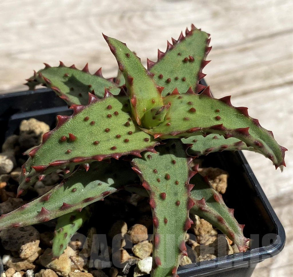 SH5842 Aloe castilloniae